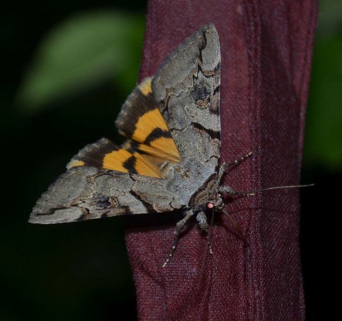 Catocala hymenaea - kökény-övesbagoly