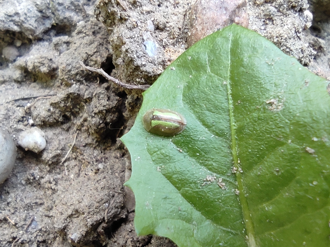 Cassida vittata