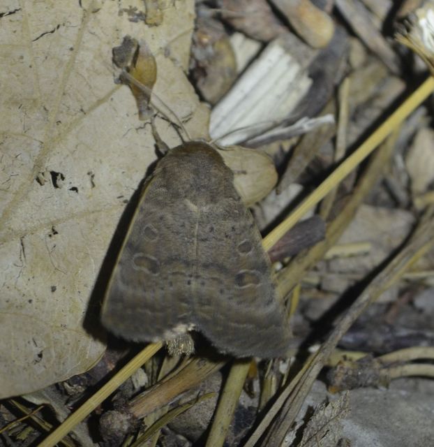 Hoplodrina blanda - sötét selymesbagoly