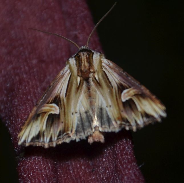 Actinotia polyodon - nagy sugarasbagoly