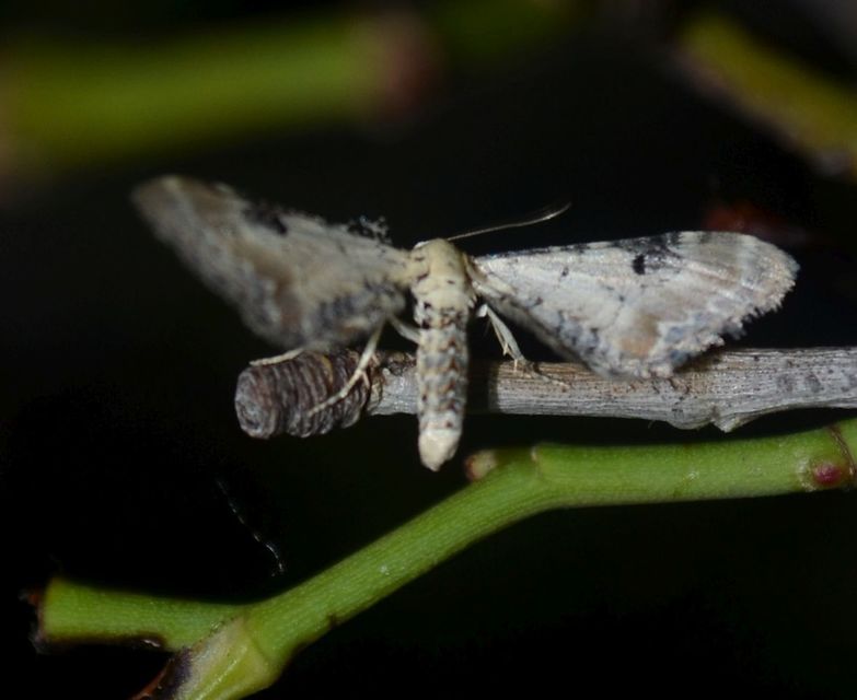 Eupithecia centaureata - búzavirág-törpearaszoló