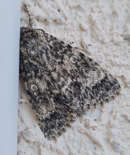 Acronicta megacephala - nagyfejű szigonyosbagoly