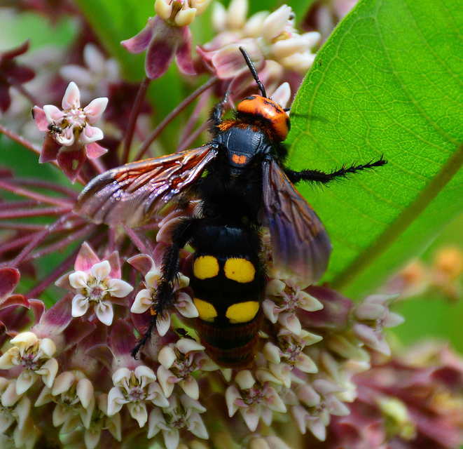 Megascolia maculata - óriás-tőrösdarázs