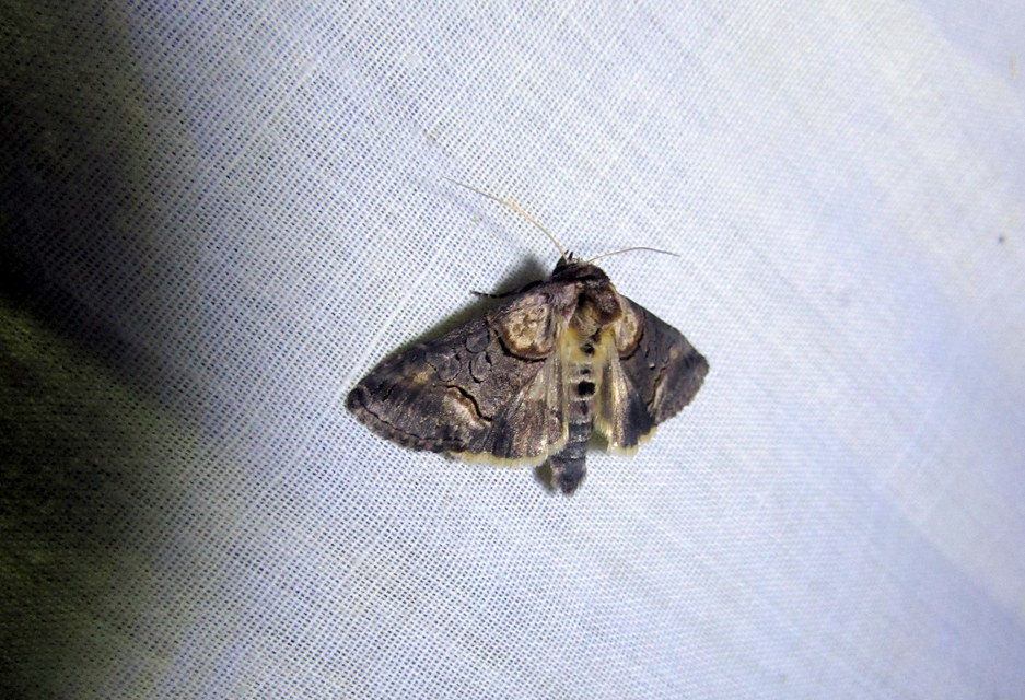Abrostola triplasia - közönséges csalánbagoly