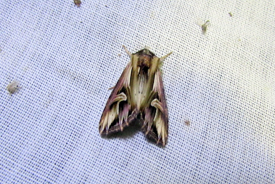 Actinotia polyodon - nagy sugarasbagoly