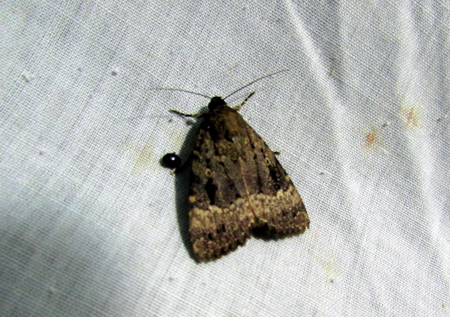 Amphipyra berbera/pyramidea