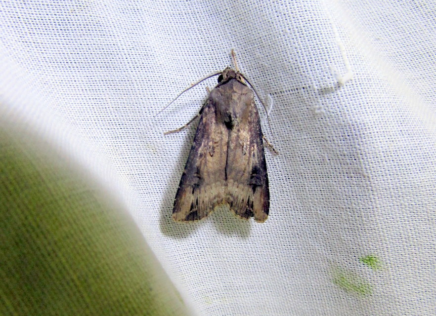 Agrotis ipsilon - nagy földibagoly