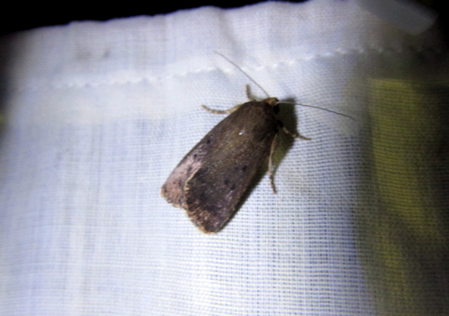 Amphipyra tragopoginis - bakszakállbagoly