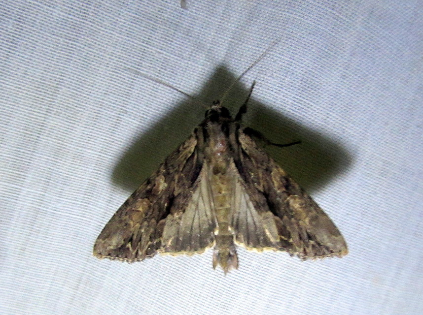 Apamea monoglypha - nagy dudvabagoly