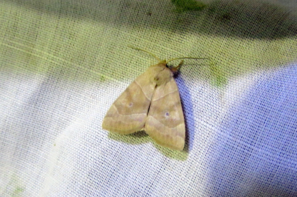 Cosmia trapezina - közönséges lombbagoly