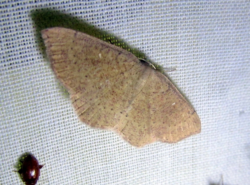 Cyclophora ruficiliaria - vörösrojtú pettyesaraszoló