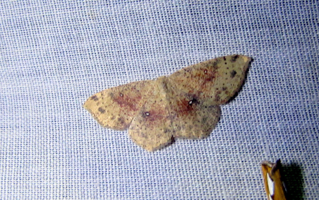 Cyclophora porata - körös pettyesaraszoló