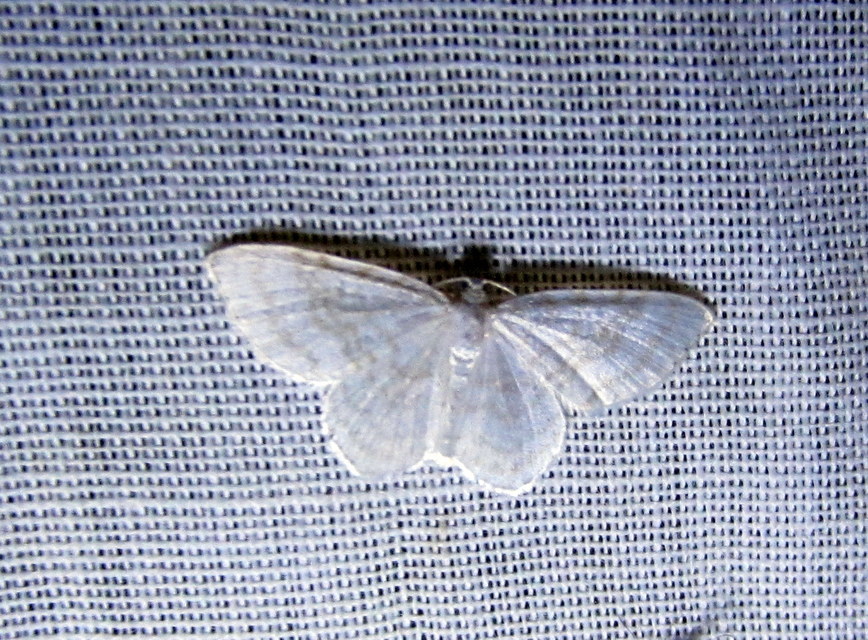 Asthena albulata - gyertyán-fehéraraszoló