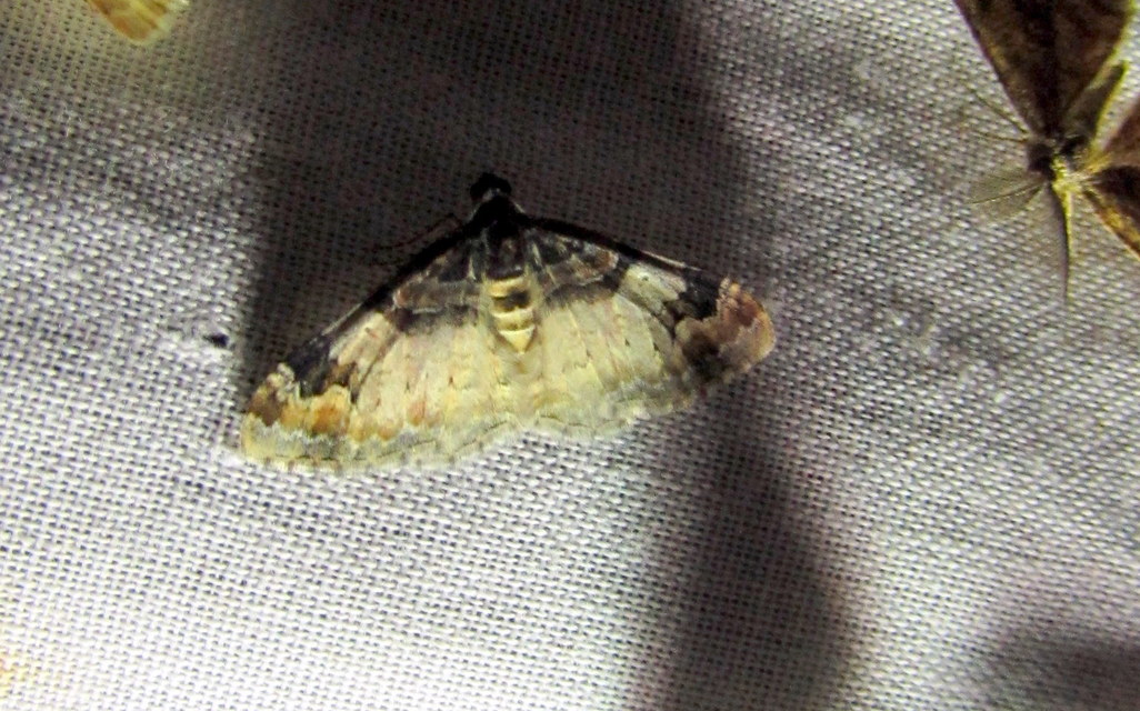 Catarhoe cuculata - csuklyás tarkaaraszoló