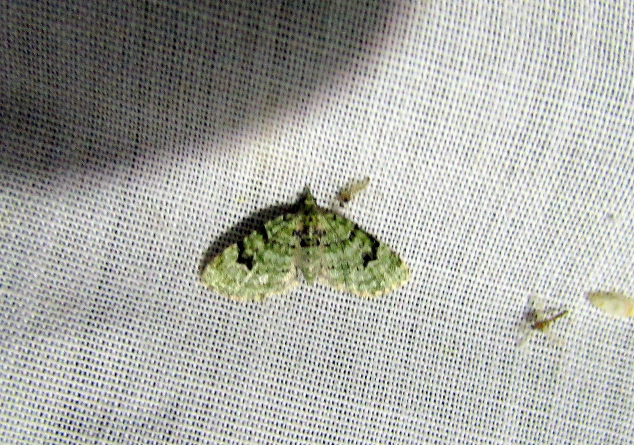 Chloroclystis v-ata - zöldes törpearaszoló