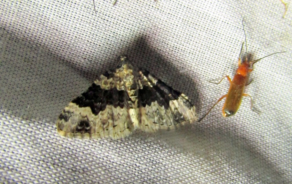 Epirrhoe galiata - sávos galajaraszoló