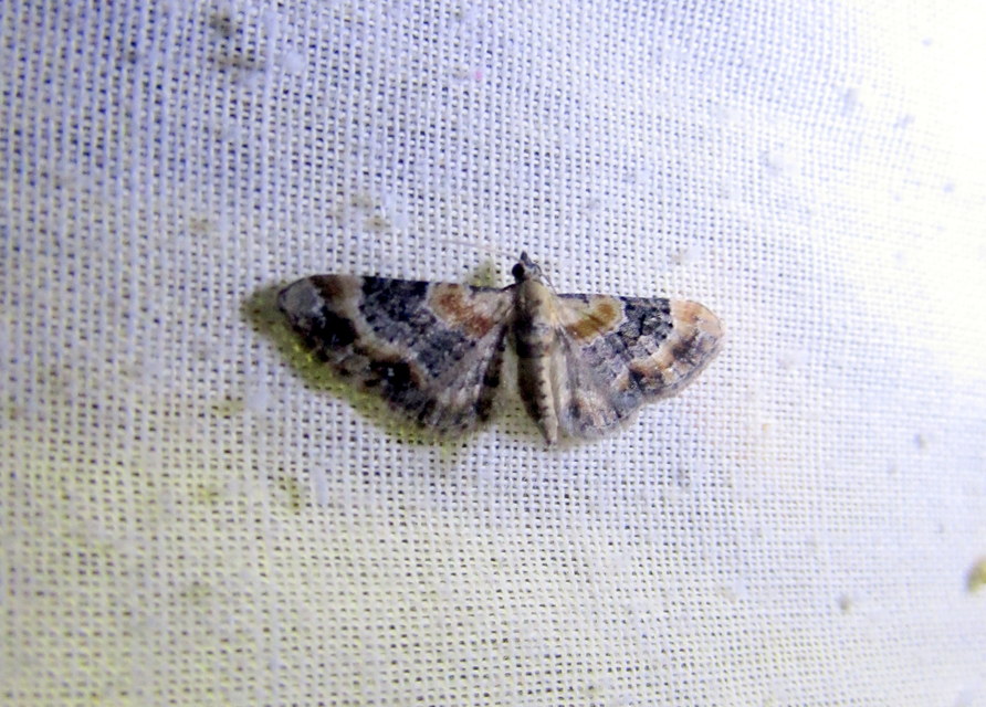 Eupithecia linariata - vonalas törpearaszoló