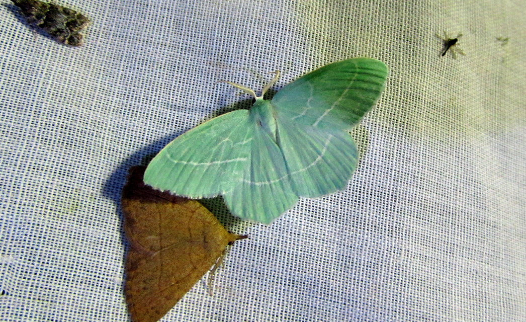 Hemistola chrysoprasaria - kékes zöldaraszoló