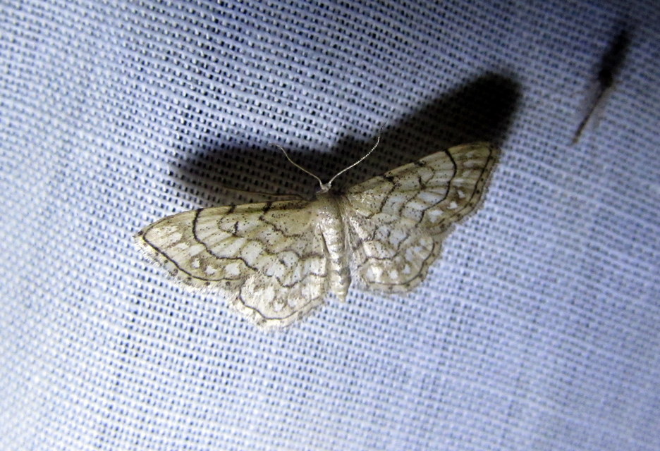 Idaea moniliata - gyöngyös apróaraszoló