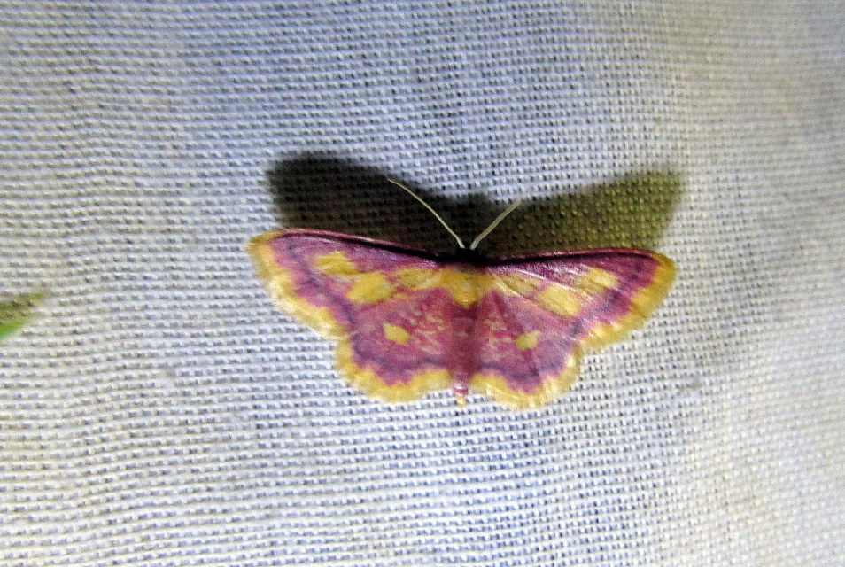 Idaea muricata - mocsári pirosaraszoló Idaea muricata - mocsári pirosaraszoló