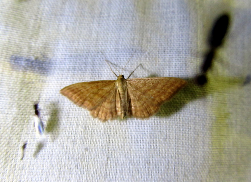 Idaea ochrata - okkerszínű sávosaraszoló