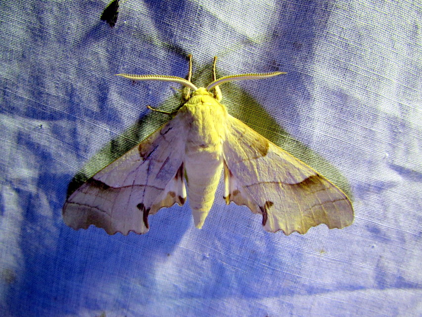 Marumba quercus - tölgyfaszender