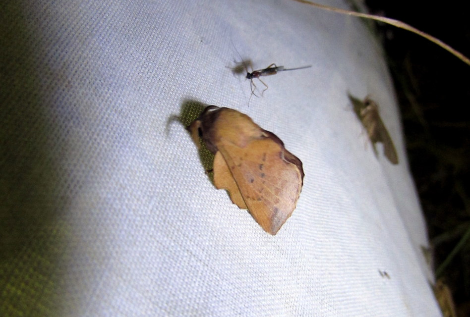 Phyllodesma tremulifolia - nyárlevélpohók