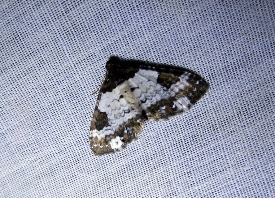 Melanthia procellata - hullámos tarkaaraszoló