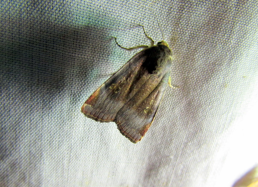 Noctua janthe/janthina