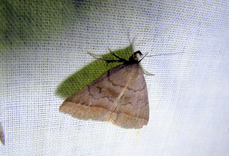 Zanclognatha lunalis - pelyheslábú karcsúbagoly