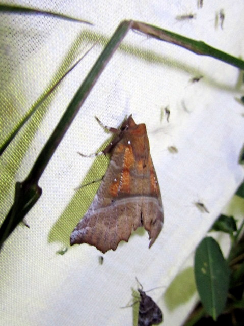 Scoliopteryx libatrix - vörös csipkésbagoly