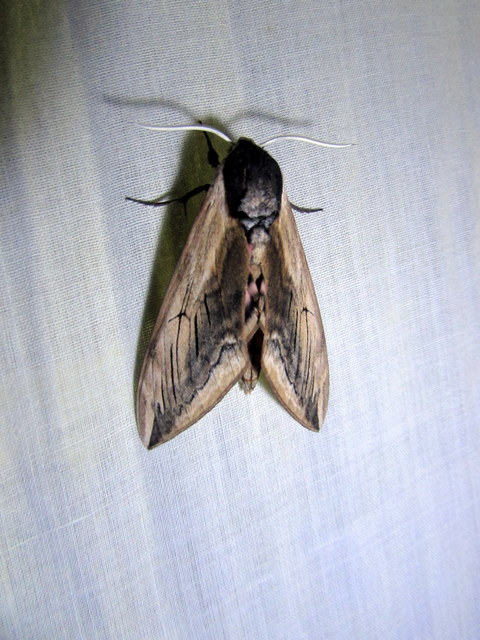 Sphinx ligustri - fagyalszender