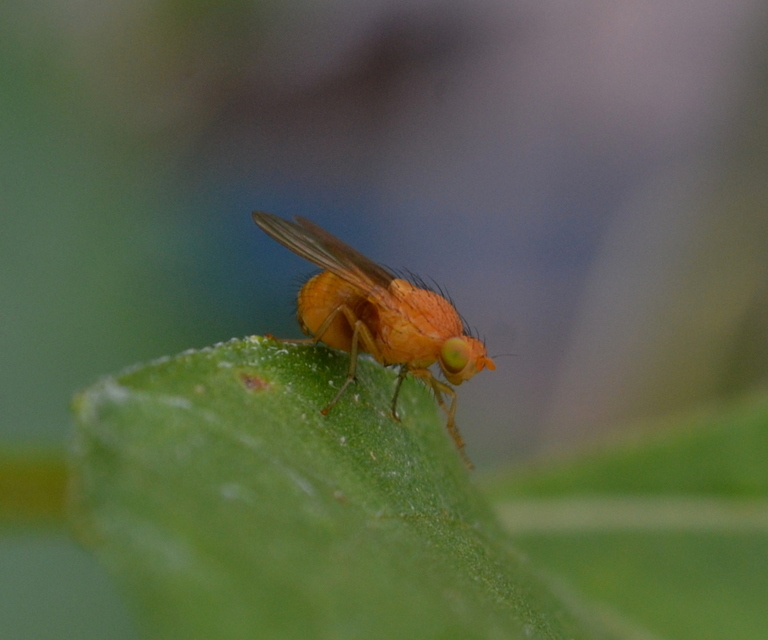 Lauxaniidae - pudvalegyek