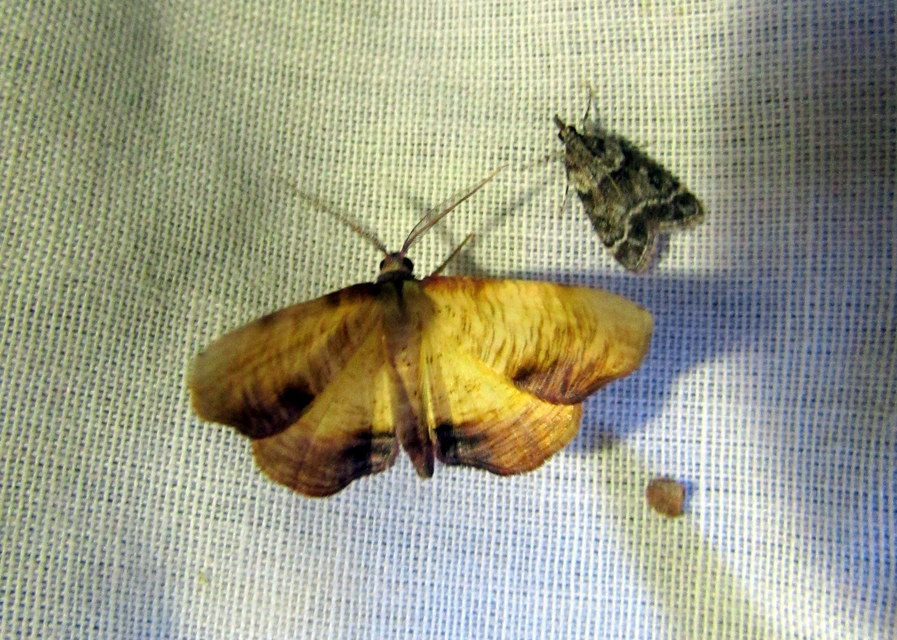 Plagodis dolabraria - baltaszárnyú araszoló