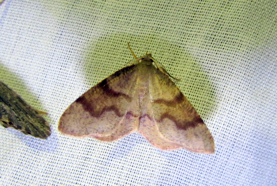 Plagodis pulveraria - szemcsés araszoló