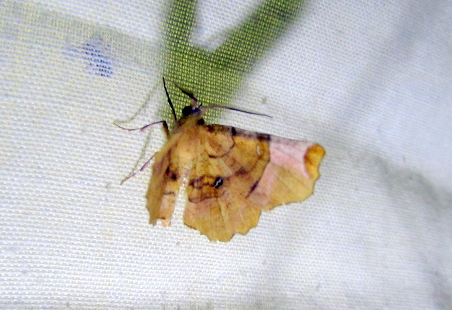 Selenia lunularia - egyfoltos holdasaraszoló