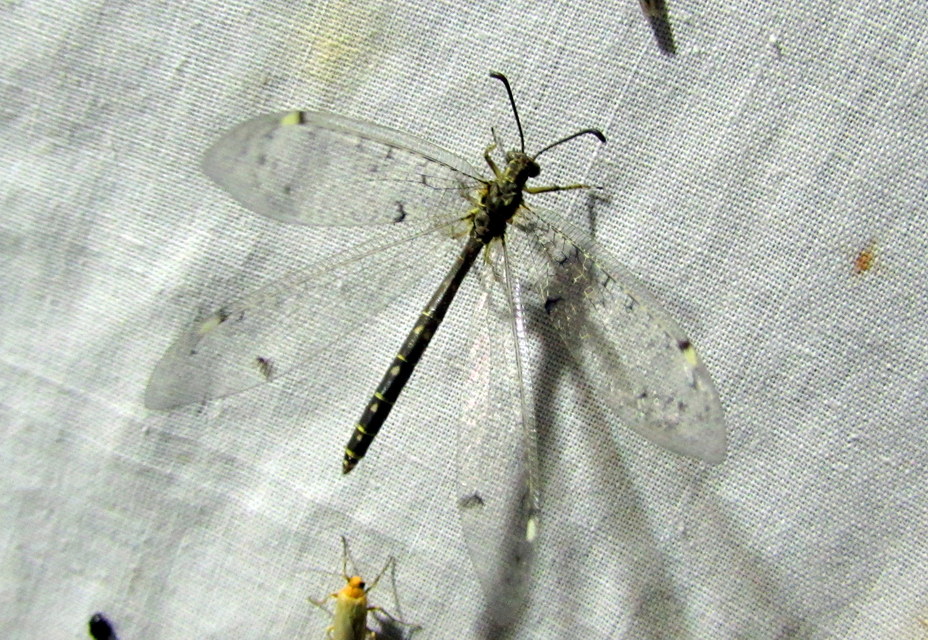 Distoleon tetragrammicus - négyfoltos hangyaleső