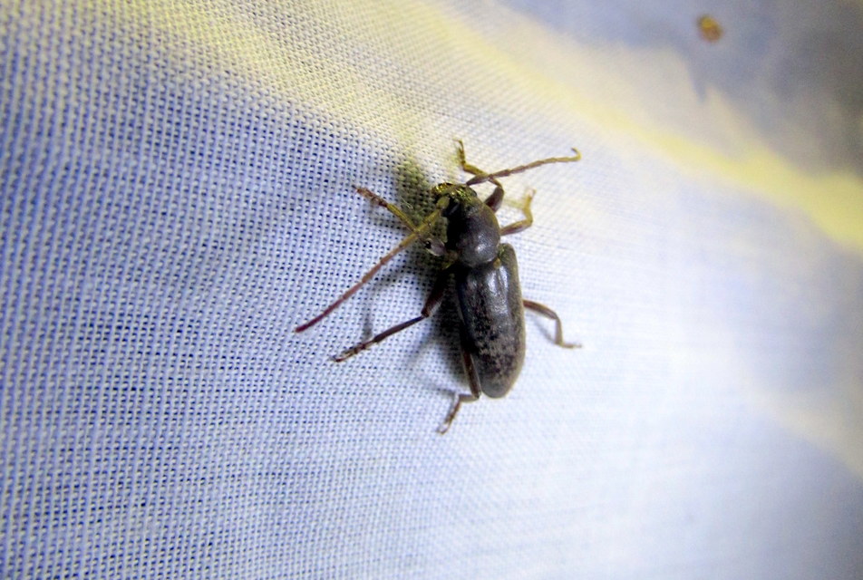 Trichoferus campestris - szállóvendég éjicincér