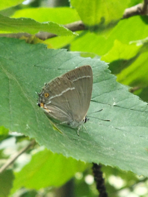 Neozephyrus quercus - tölgyfalepke