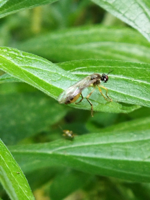 Dioctria linearis - karcsú héjalégy