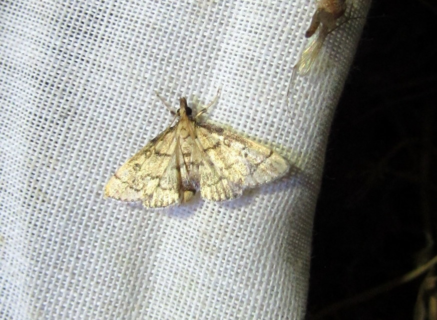 Metasia ophialis - kígyósávos tűzmoly
