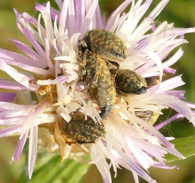 Larinus obtusus - imola-púderbarkó