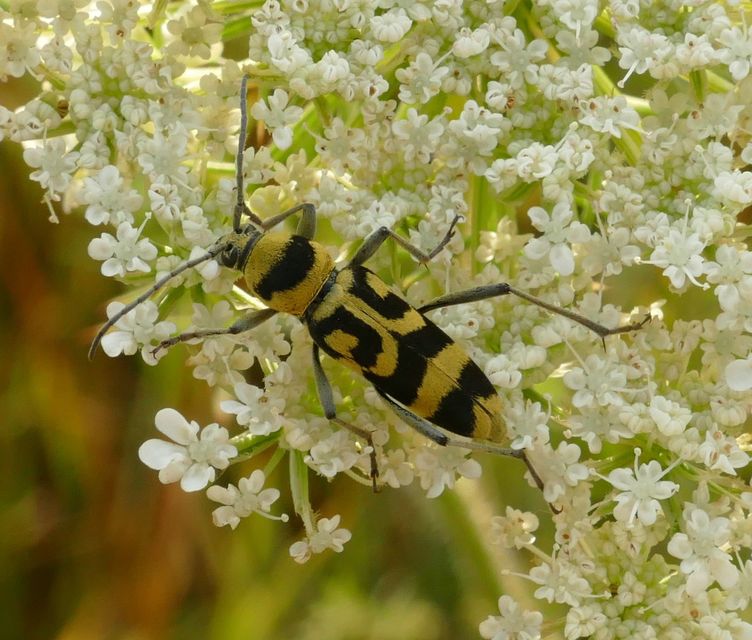 Chlorophorus varius - díszes darázscincér