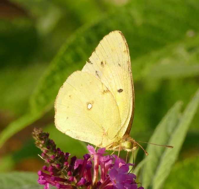 Colias erate - csángó-kéneslepke
