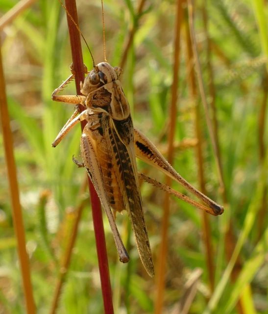 Platycleis affinis - púposhasú rétiszöcske