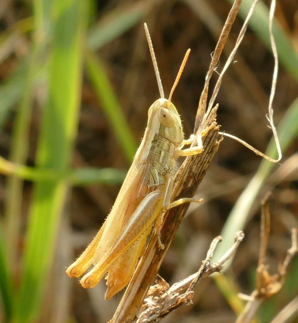 Euchorthippus declivus - rövidszárnyú rétisáska