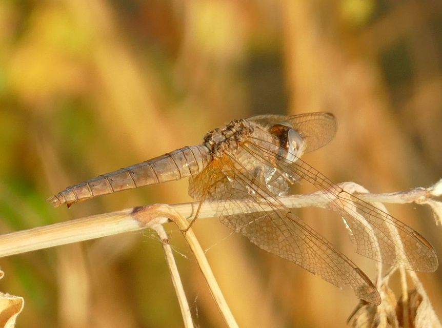 Crocothemis erythraea - skarlát szitakötő