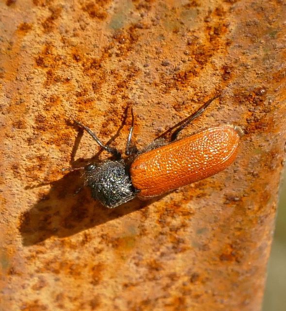 Bostrichus capucinus - piros csuklyásszú