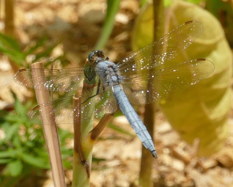 Orthetrum brunneum - pataki pásztorszitakötő
