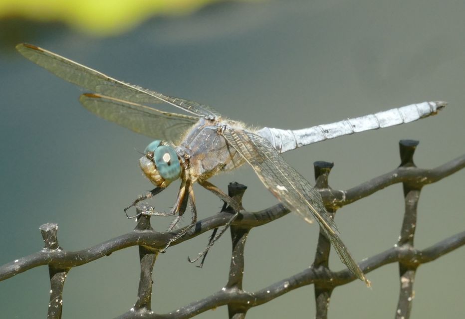 Orthetrum coerulescens - karcsú pásztorszitakötő